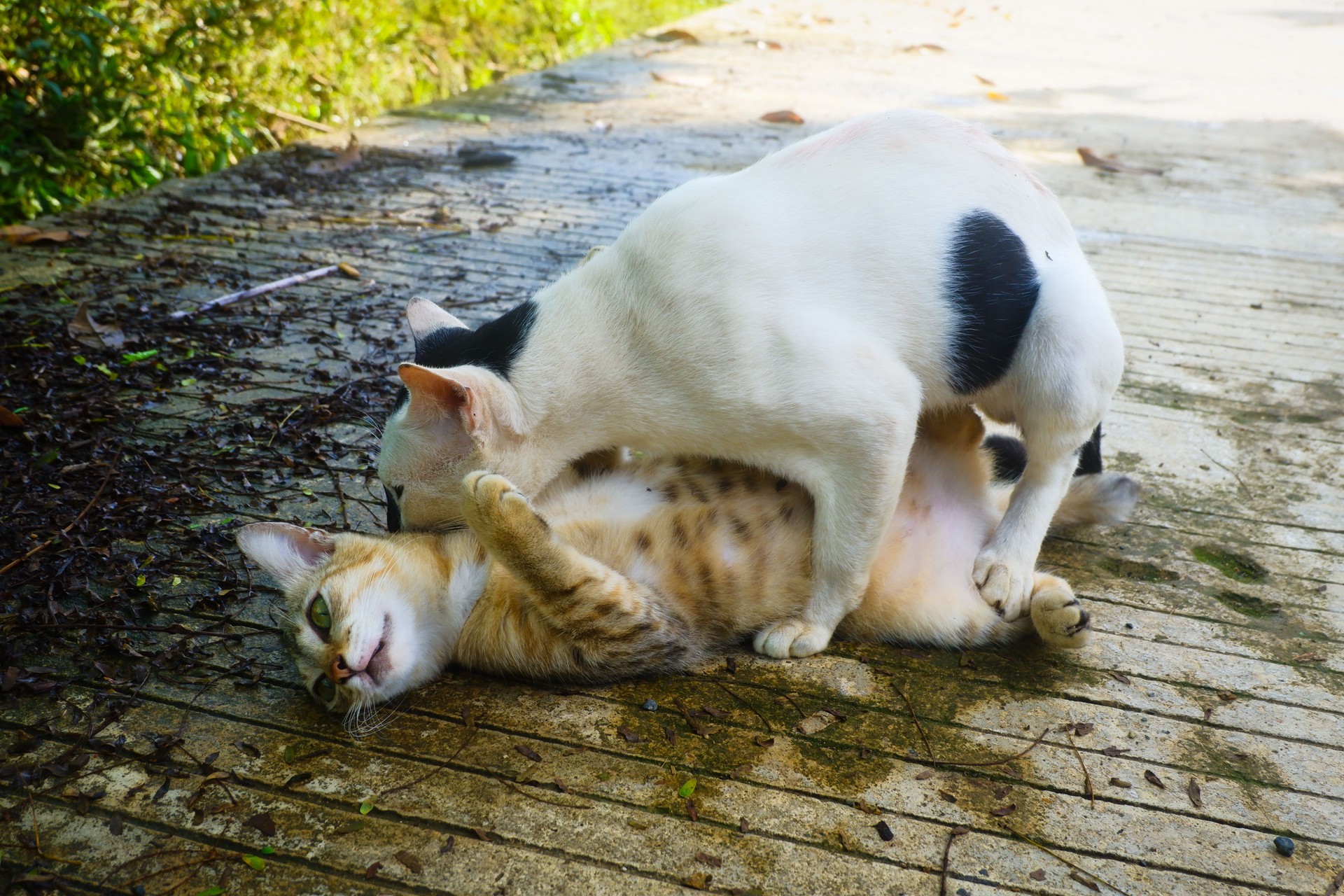 a pair of street cats mating