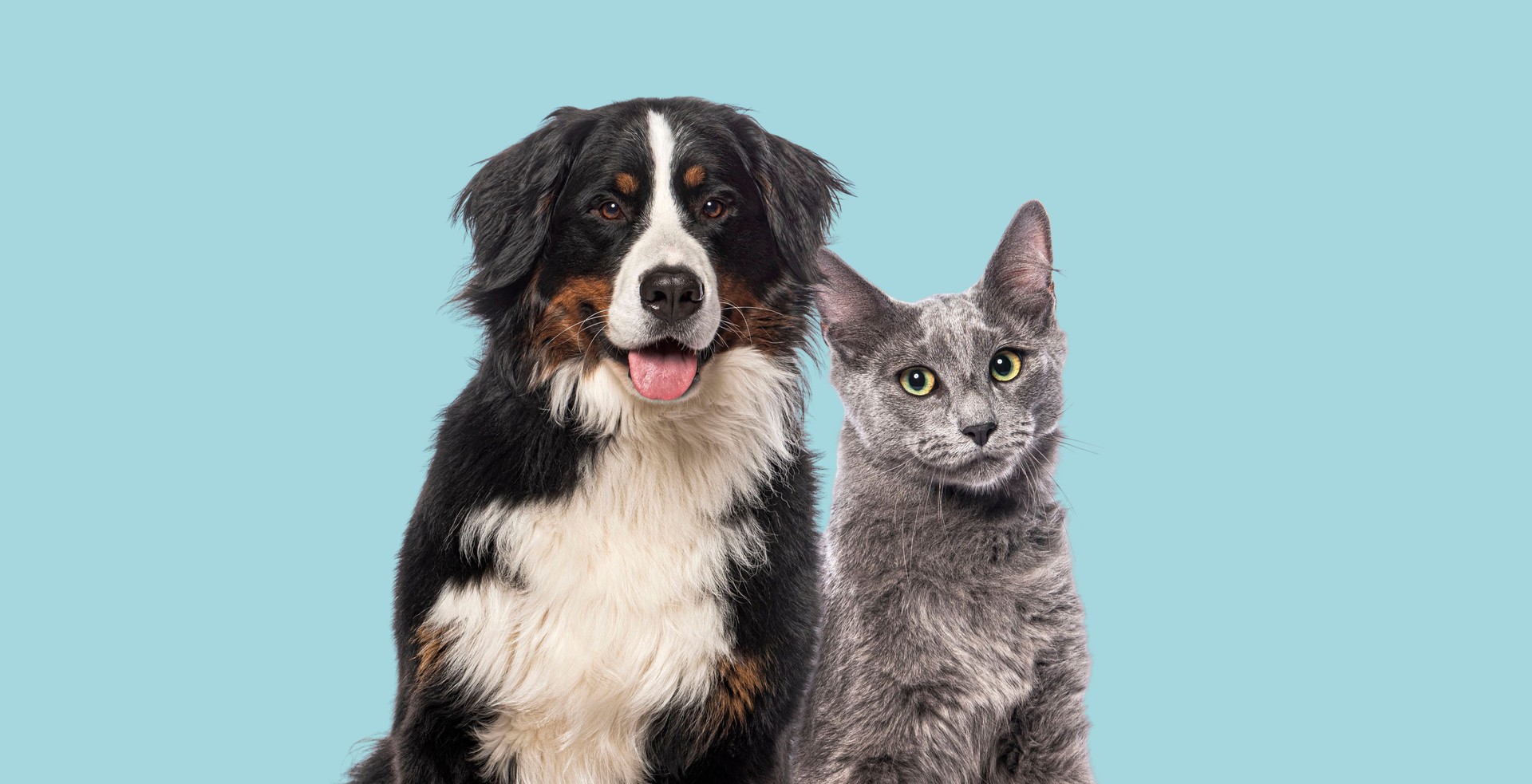 Bernese mountain dog and nebelung cat looking at the camera posing together on a light blue background